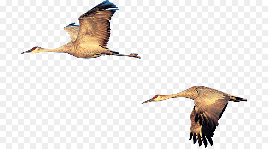 Anatra Swan goose Bird - cigno