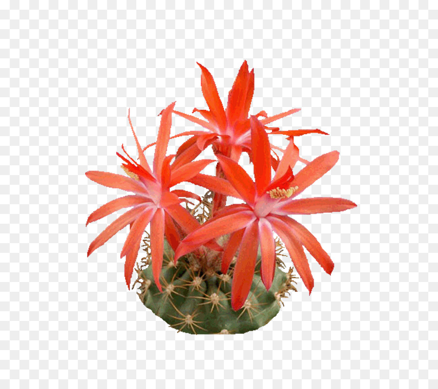 Epiphyllum-Symbol - Kaktus