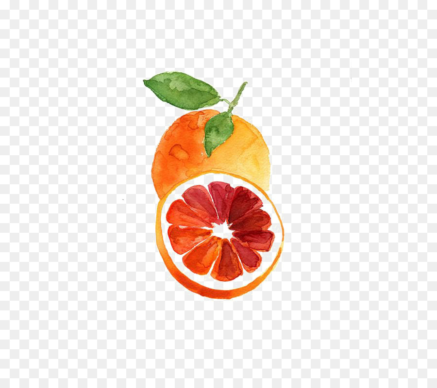 Grapefruit-Blutorange Mandarine-Aquarell - grapefruit