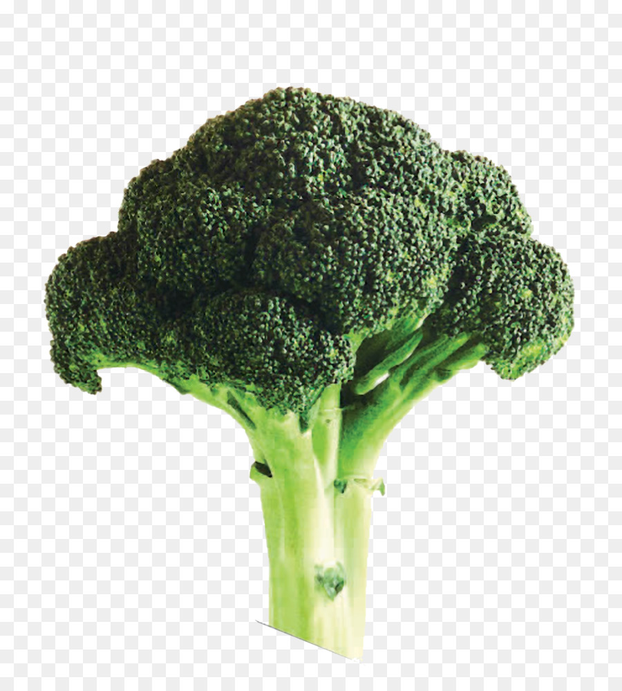 Broccoli zuppa di alimenti Biologici, agricoltura Biologica - oversize con un broccolo