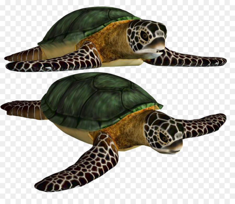 Meeresschildkröte - Green sea turtle shell