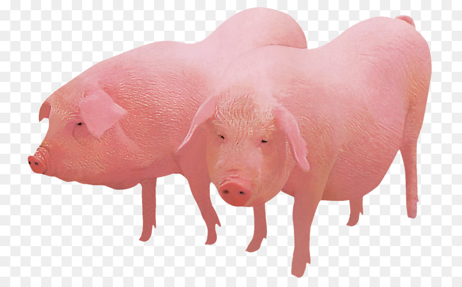 Hausschwein Schweinezucht - großes Schwein