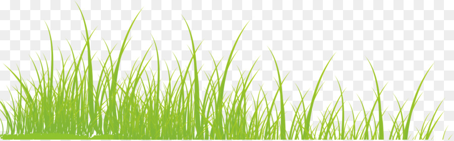 Vetiver Commodity Verde Wheatgrass Carta Da Parati - erba