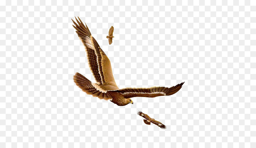 Uccello Gufo - Aquila volante