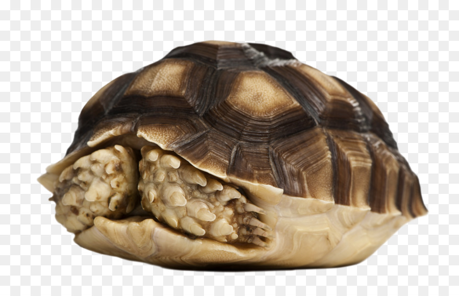 Turtle afrikanisch angespornt Schildkröte - Schildkröten-Dekoration