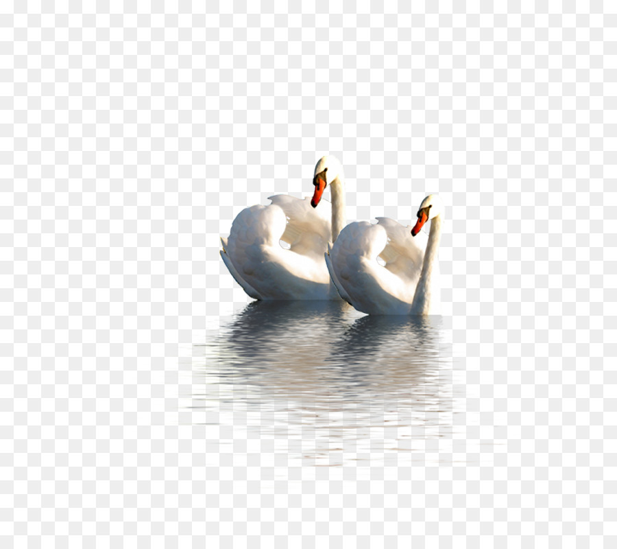 Cygnini Swan oca Anatra Domestica oca - D'oca