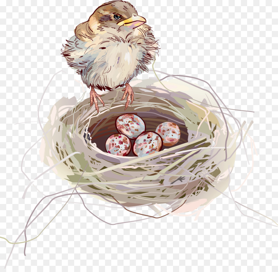 Commestibili uccelli di nido di Rondine - Vettore bird nest