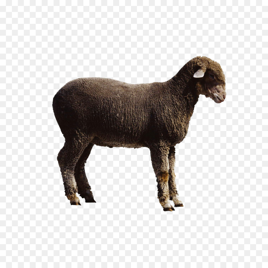 Schafe Ziegen Rinder - Ziege