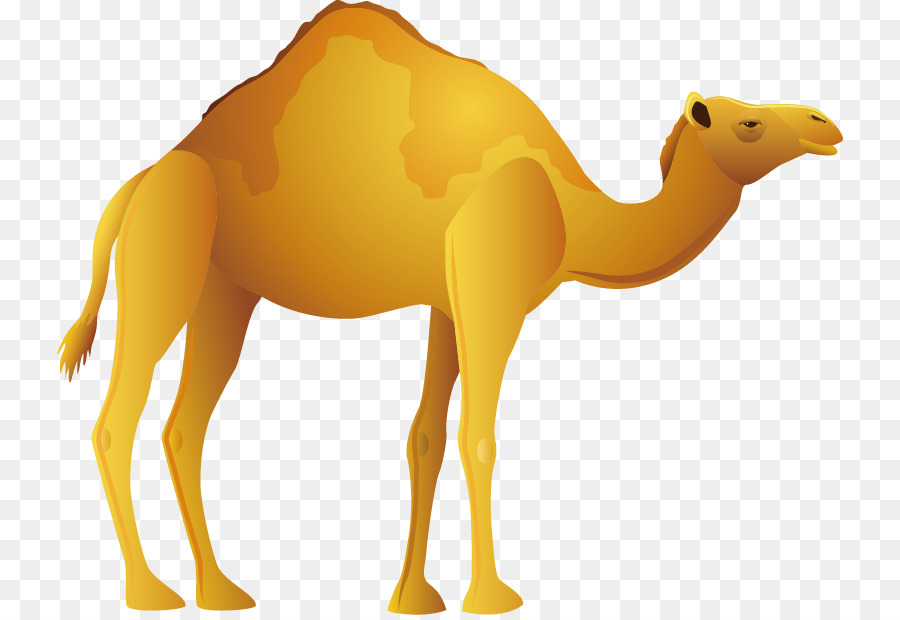 Bướu sa Mạc lạc đà Biểu tượng - lạc đà