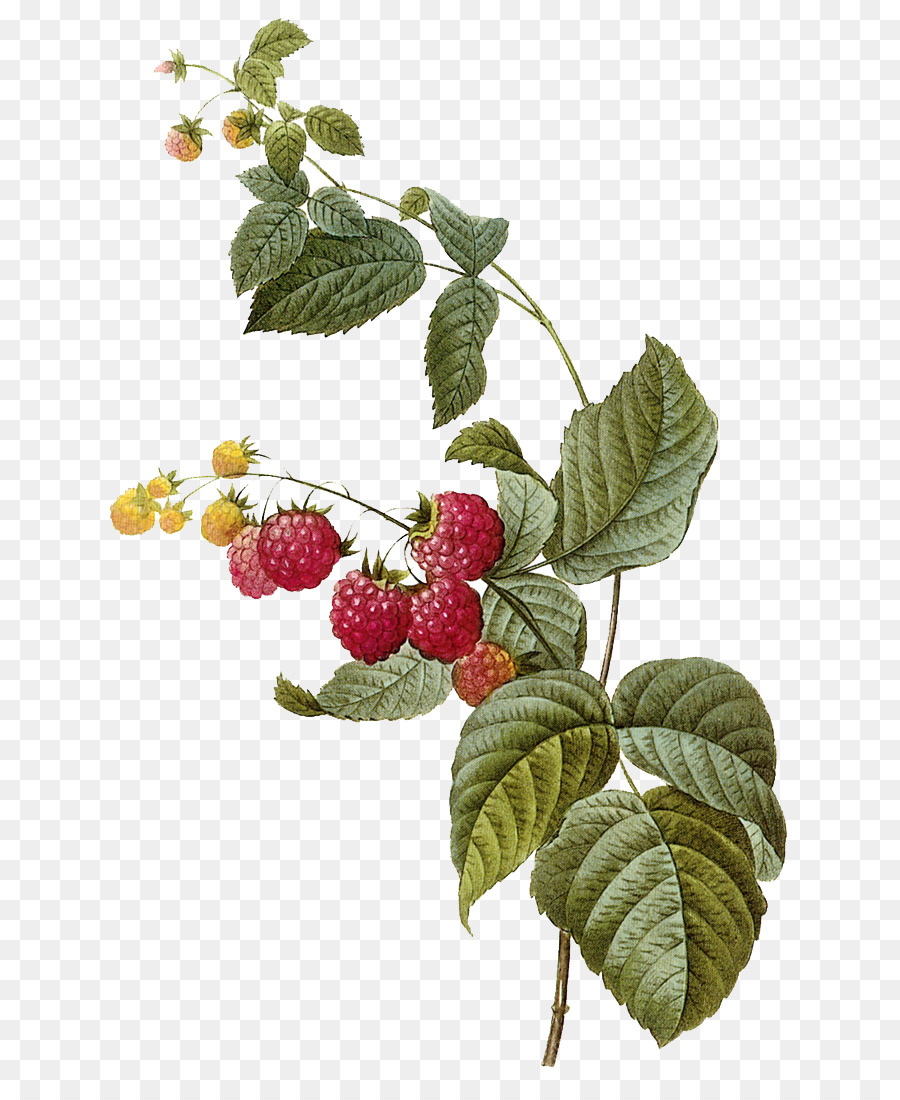 Red raspberry beeren Fruit Illustration - Himbeeren