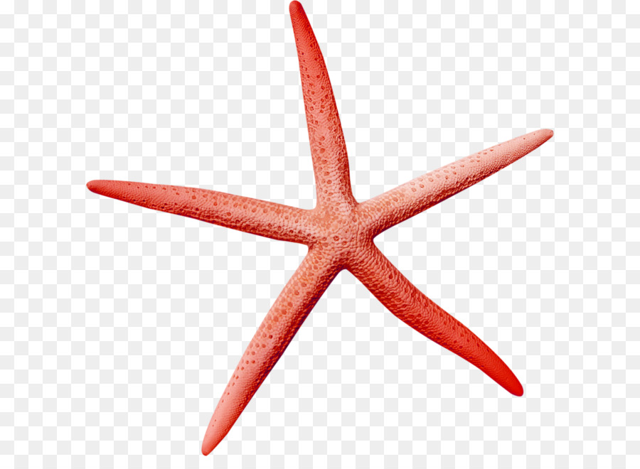 Icona - pentagono stelle marine
