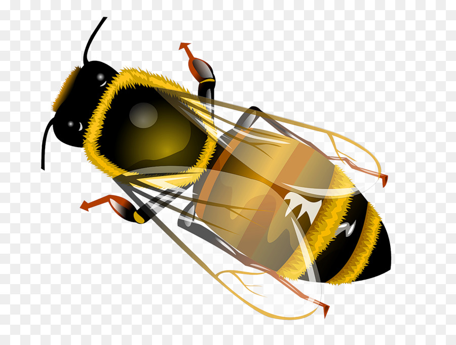 Westliche Honigbiene Insekt clipart - Lästigen Fliegen