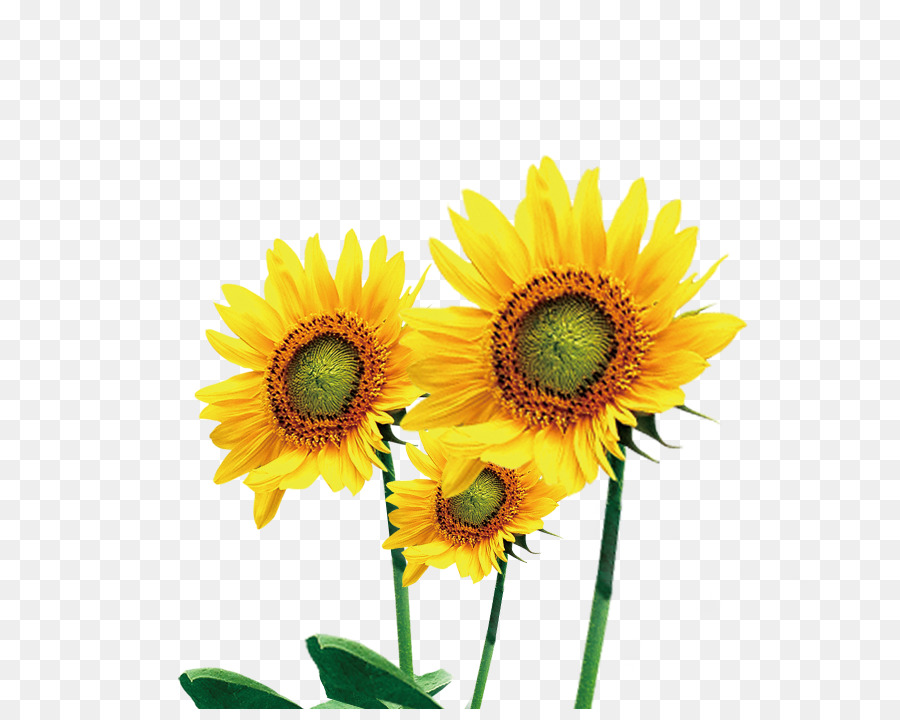 Gemeinsame Sonnenblume - Sonnenblumen-Fotos