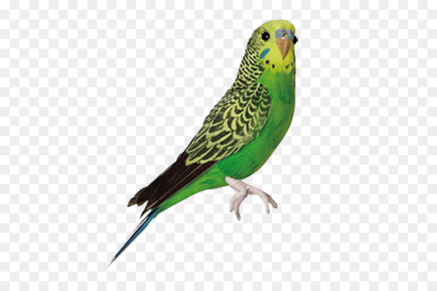 Vogel Wellensittich Papagei Feder-Schnee-Eule - parrot