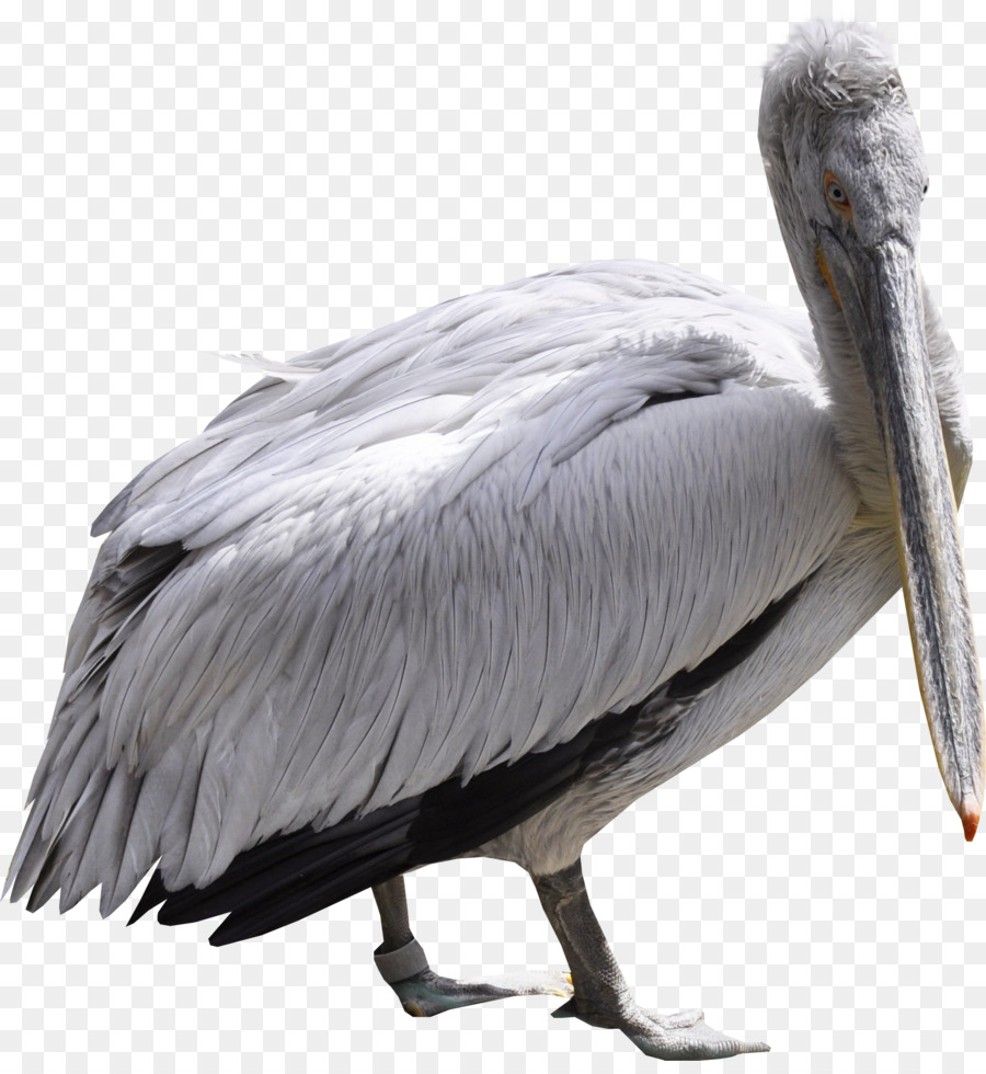 Pelikan Vogel Flamingos Ardea Ciconia - Gans