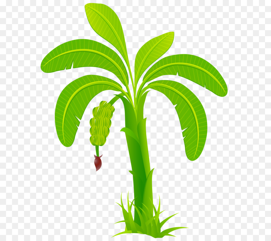 Cartoon Palm Tree png download - 643*800 - Free Transparent Arecaceae png  Download. - CleanPNG / KissPNG