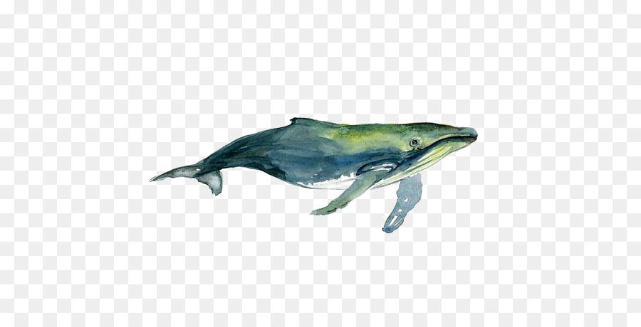 Tucuxi con cá voi lưng Gù Màu nước sơn Vẽ - màu nước cá voi