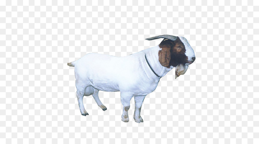 Schafe Ziegen-Vieh - Ziege