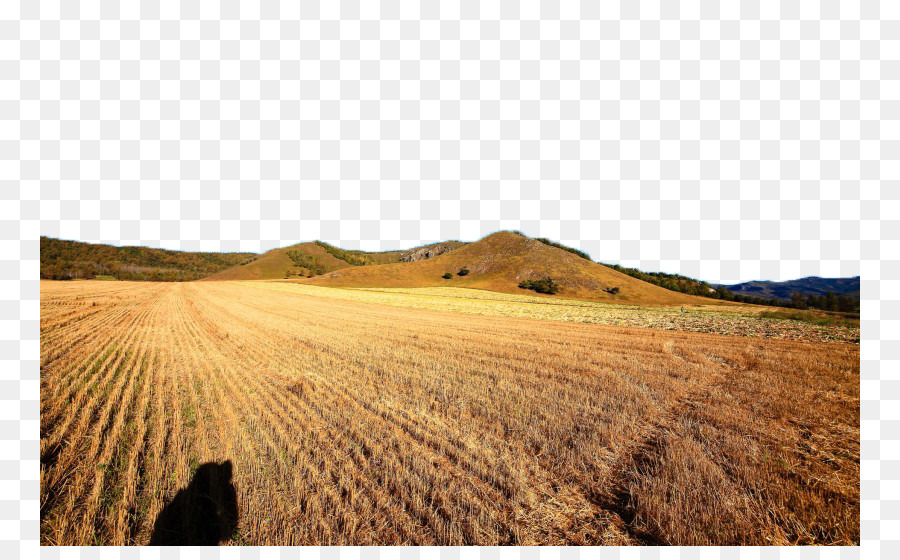 Fukei Natura, Fotografia Paesaggio - Golden campo di grano, Quadrupla Vista