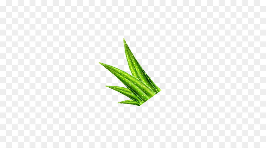 Aloe Pflanze Grün - Green aloe