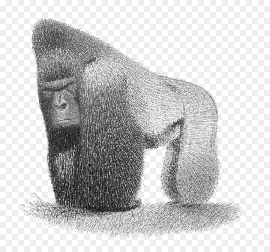 Modello di Disegno del foglio Carattere Illustrazione - Schizzo dipinte a mano orangutan