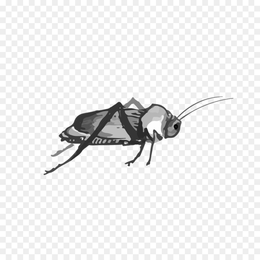 Kakerlake Insekt - Wassermelone Heuschrecke