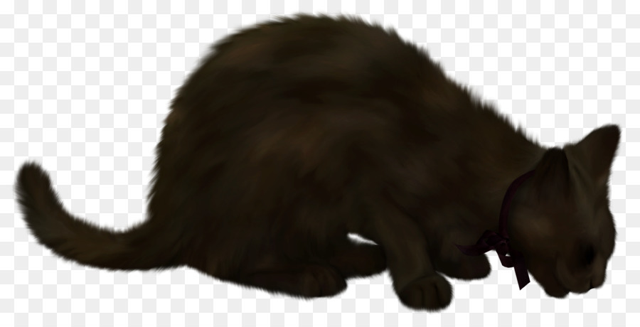 Havana, Braun, Schwarz Katze Kätzchen - Hexe Katze