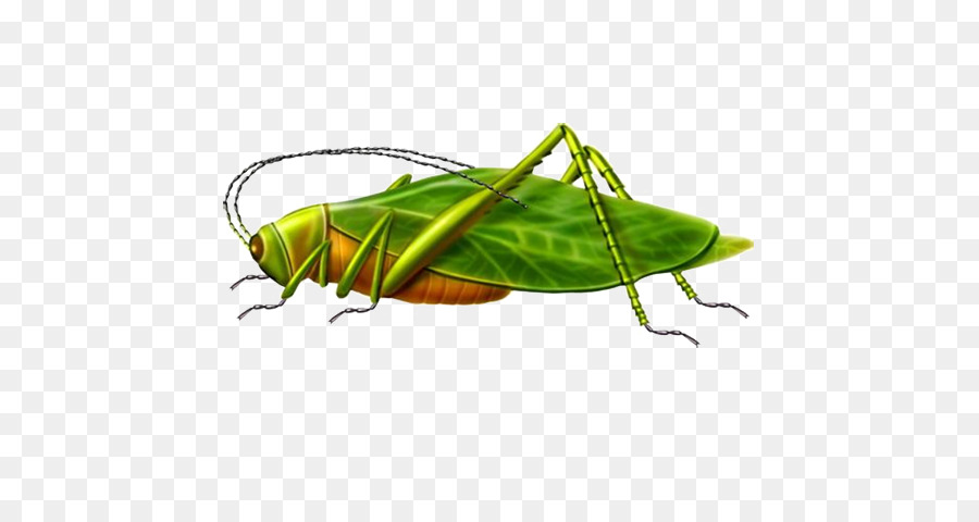 Grasshopper Locust Illustrazione - Libero di tirare il materiale cavalletta immagine