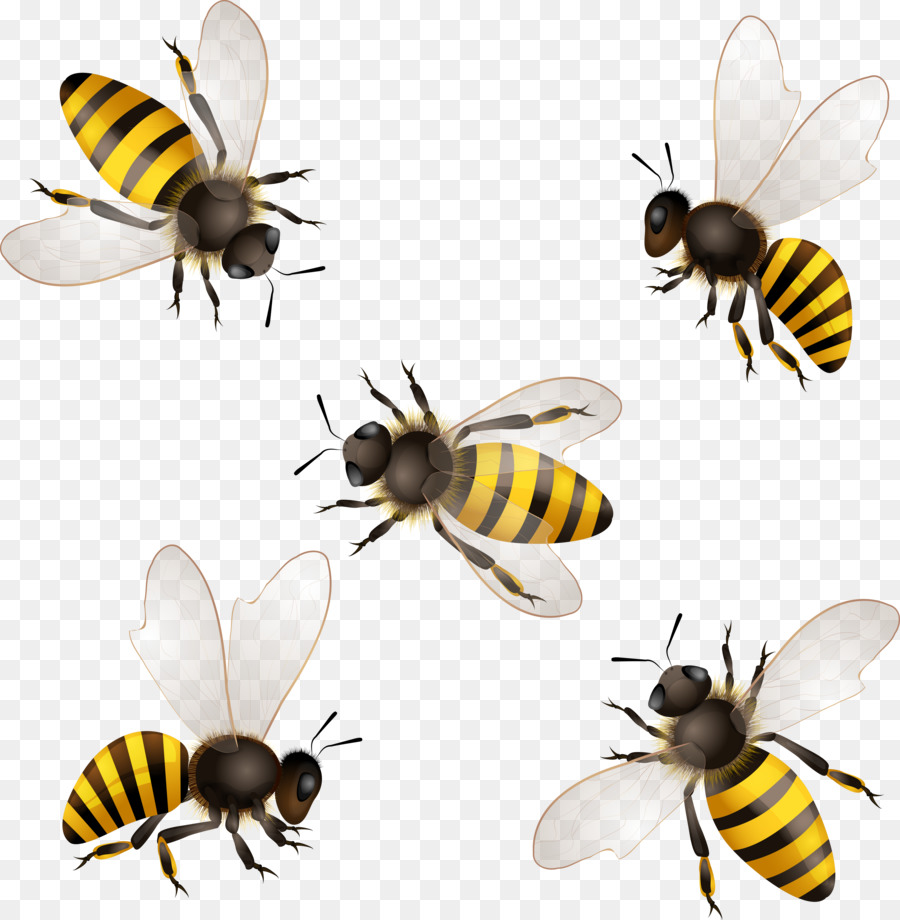 Bee Cartoon png download - 4500*4600 - Free Transparent Bee png Download. -  CleanPNG / KissPNG