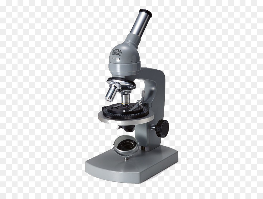 Keine Forschung, Phyllanthus urinaria Ni - Grau-Mikroskop