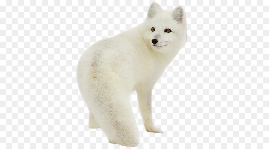Polarfuchs Silver Fox Kaninchen Eisbär - Wolf