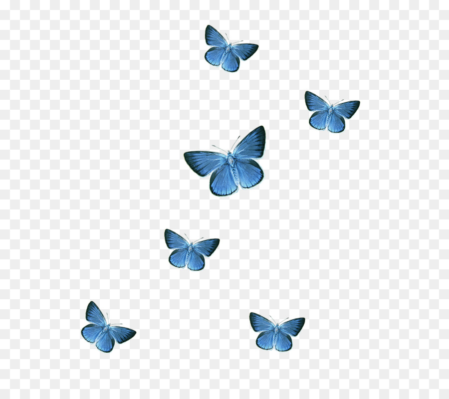 Schmetterling-Symbol - blue butterfly