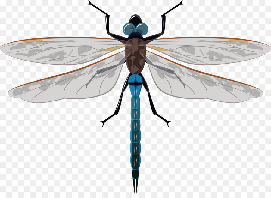 Farfalla, Insetto ala di Libellula - Disegnati a mano vector libellula