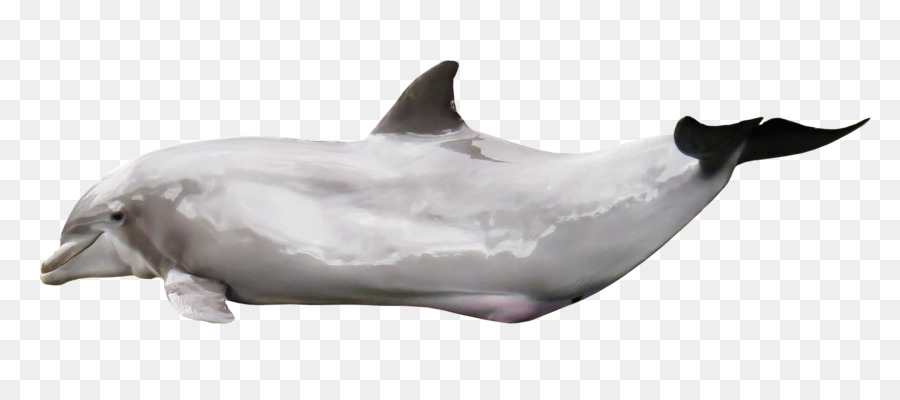 Tucuxi Common bottlenose dolphin Porpoise - Delphin