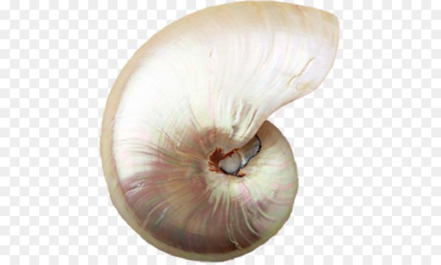 La lumaca di mare Conchiglia Conchiglia, Mollusco shell - bella conchiglia