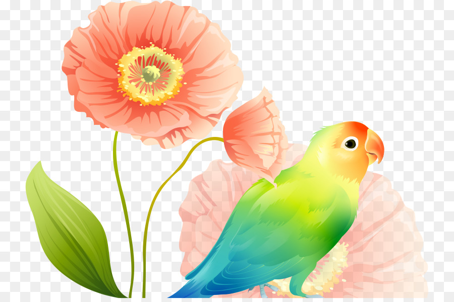 Papagei Wellensittich Wallpaper - parrot