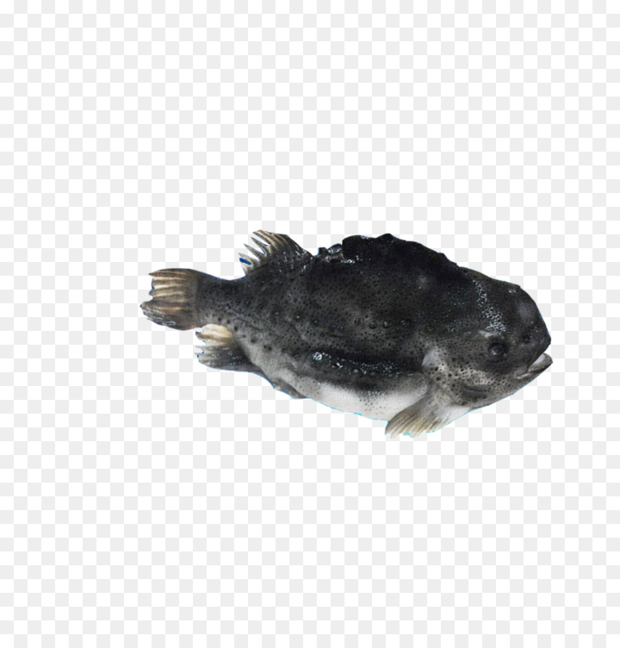 Grouper-Fisch Meeresfrüchte - Das Boot auf dem gefrorenen Meer, Fisch