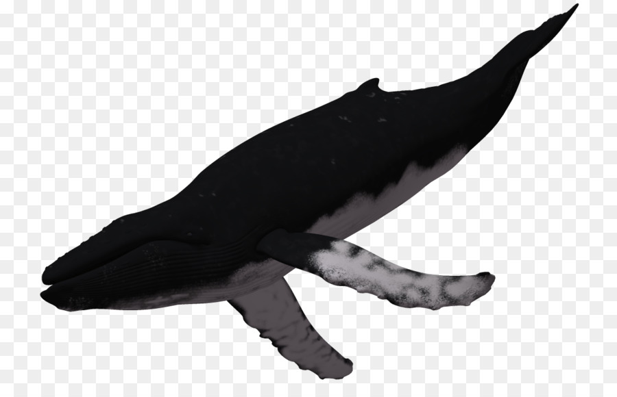 Cá voi lưng gù 3D đồ họa máy tính - 3d động Vật 3D