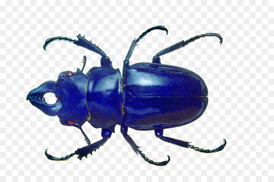 Blue Beetle, Volkswagen Maggiolino - Blue Beetle