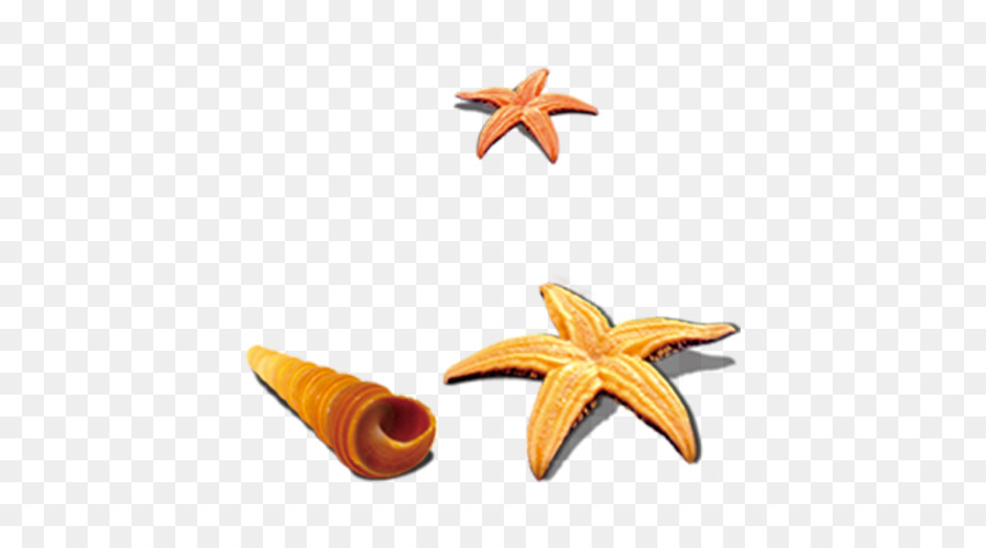 Con sao biển Vỏ ốc Biển - Con sao biển ốc xà cừ sự kết hợp