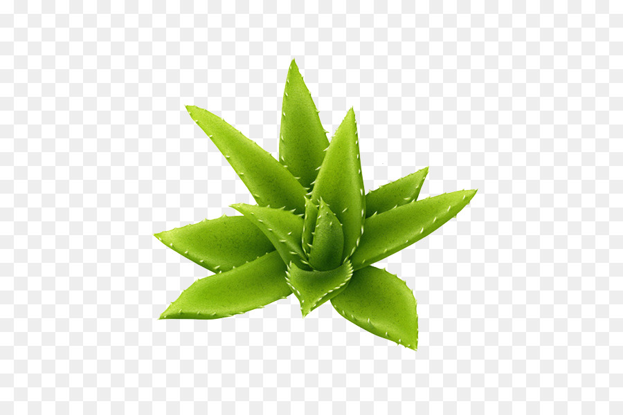 Aloe Pflanze Herunterladen - Green Aloe