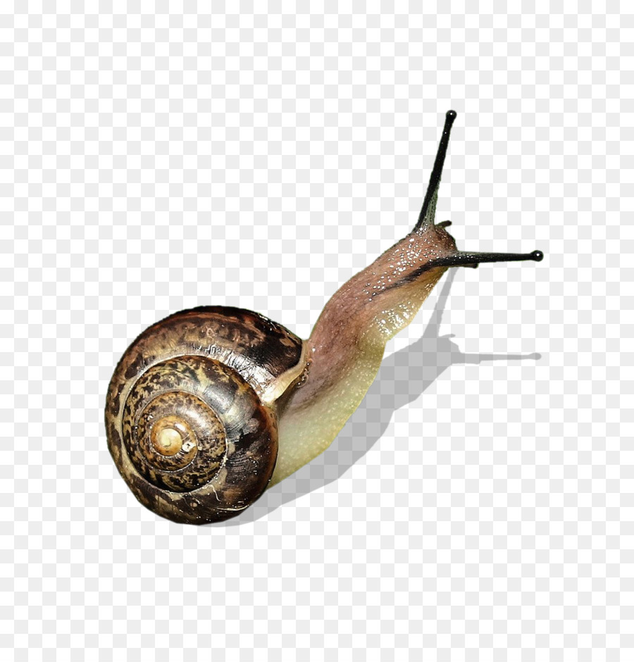 Schnecke Orthogastropoda Slug Clip-art - Snail-Bild