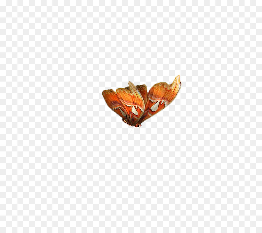 Farfalla, Falena Modello - farfalla,insetto,campione