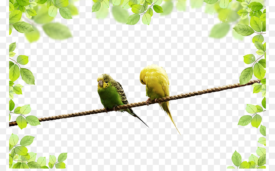 Parrot Paesaggio - pappagallo