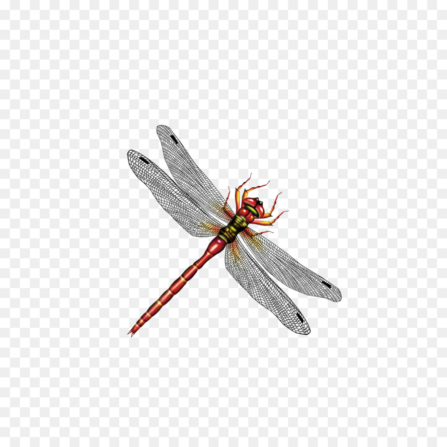 Libelle, Insekt Computer-Datei - dragonfly
