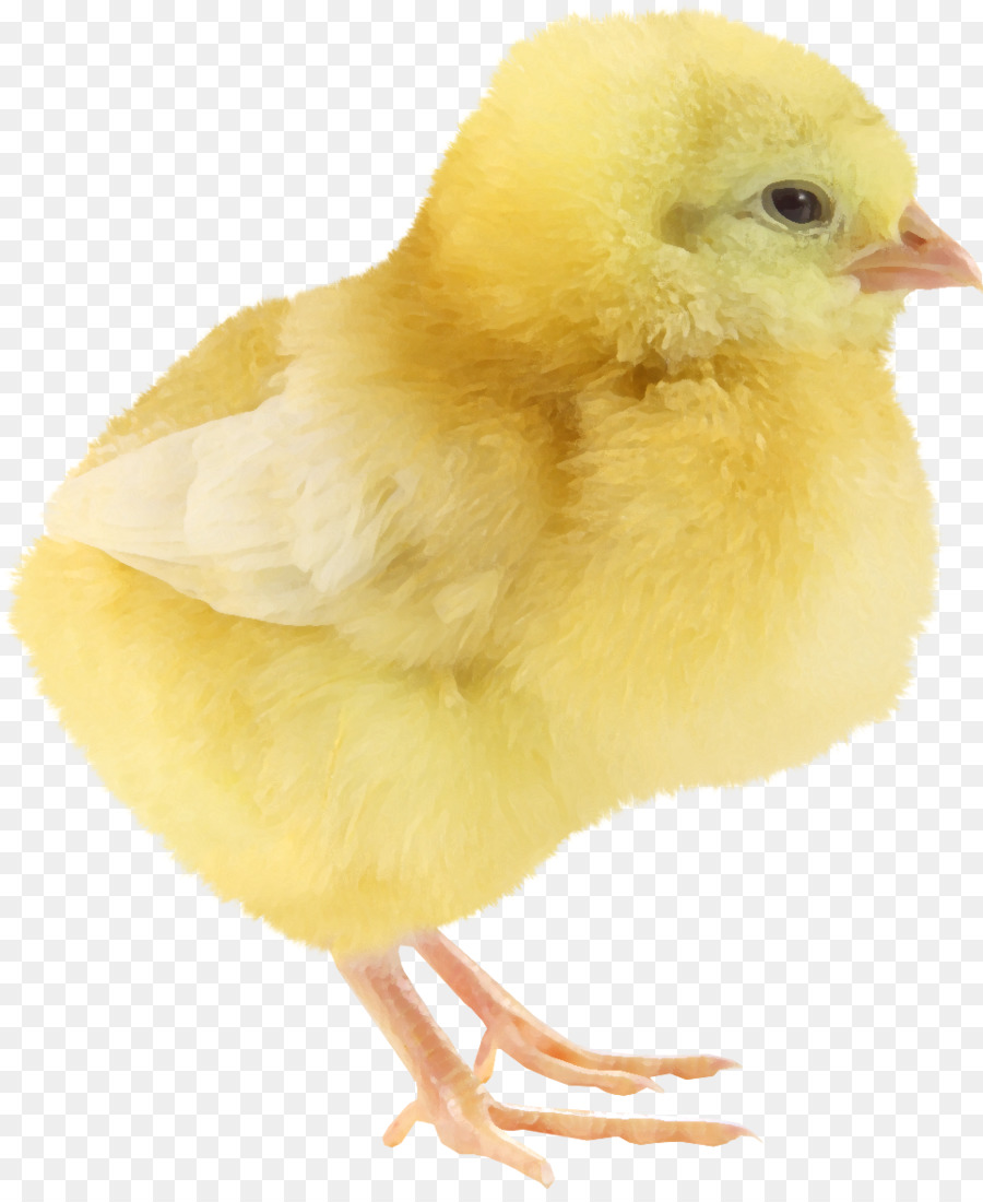 Gelb-Haar-Huhn Gelb, Huhn - Gelbe Küken