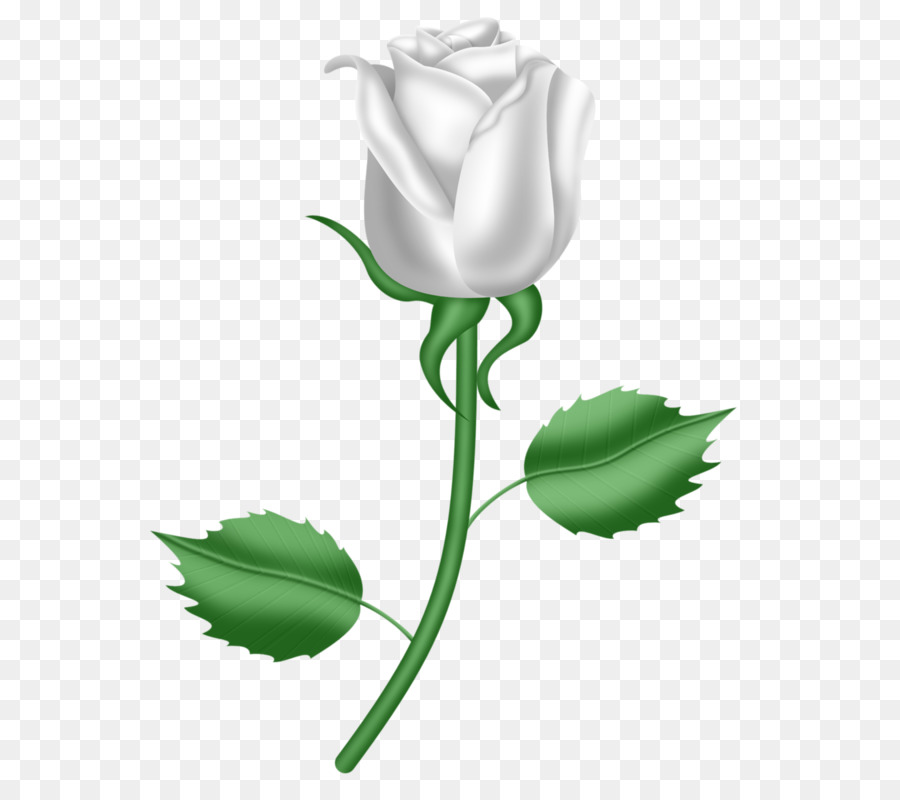 Sohn Geschenk Gottes Kind Der Liebe - Eine weiße rose