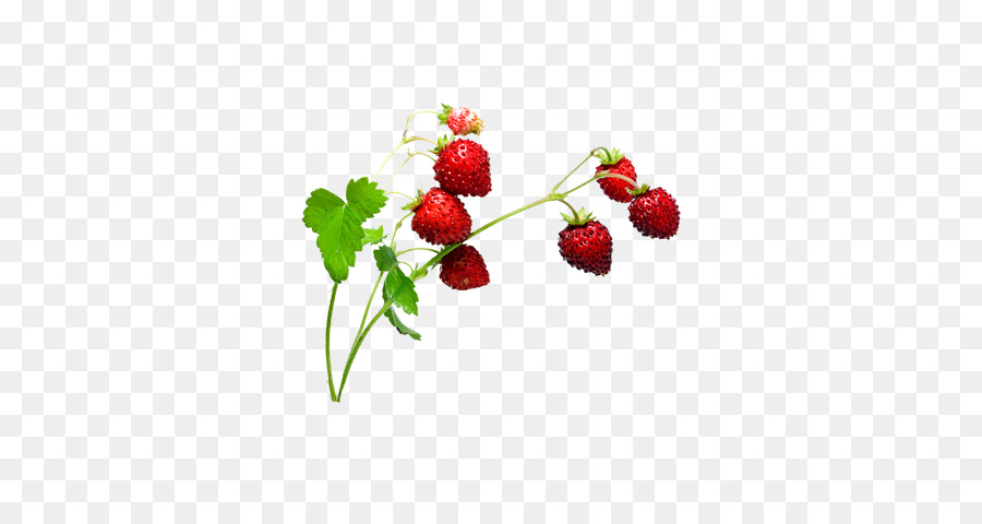 Moschus-Erdbeere Aedmaasikas - Erdbeere Kreativ