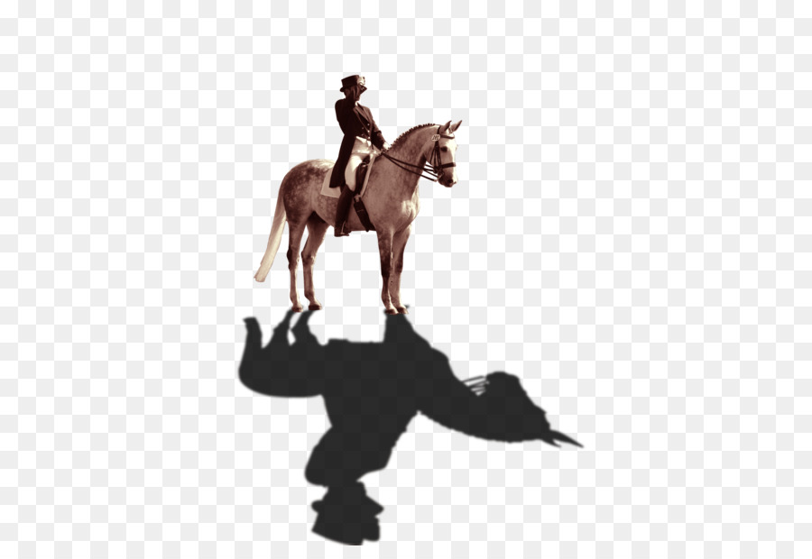 Cavallo Cavaliere Stallone da monta inglese - cavaliere,cavallo
