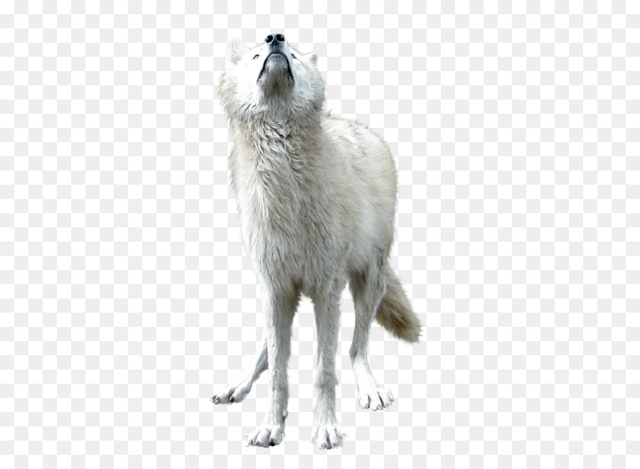 Sói xám Tải - con sói trắng